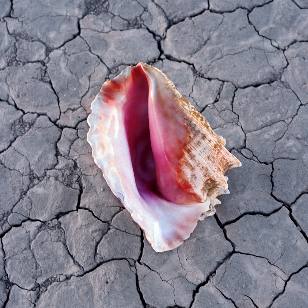 Bright airy photograph of a pink and white seashell resting on cracked pale mud, soft daylight tones with warm shell pinks against cool gray ground.